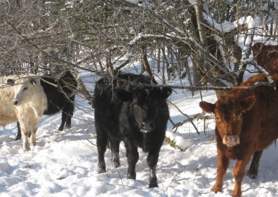 cows in snow