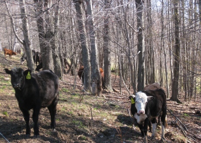 cows in woods