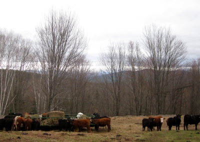 cows eating hay