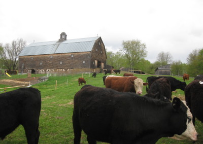 Cows on early pasture