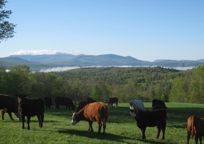 Cows with mountain view