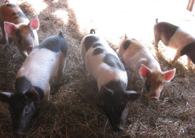 Pigs in barn