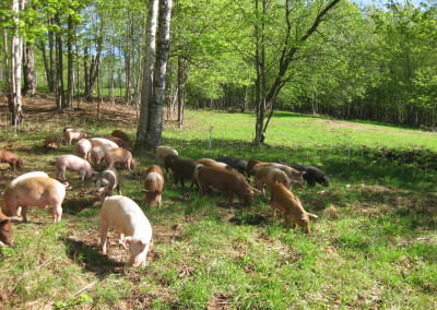 pigs on pasture