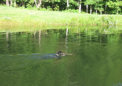 Hazel in pond