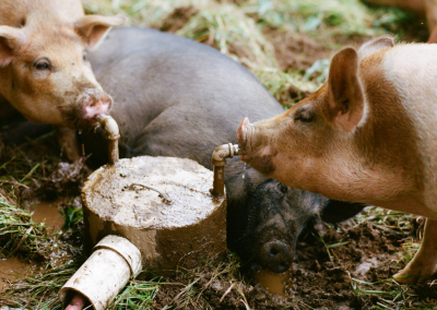 Dueling pig drinkers