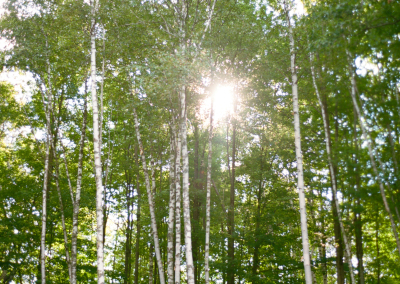 birches in the sun