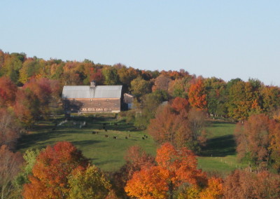 fall at the farm with cattle